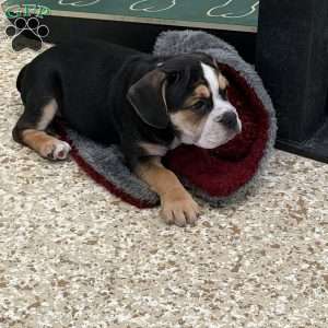 Stella, Beabull Puppy
